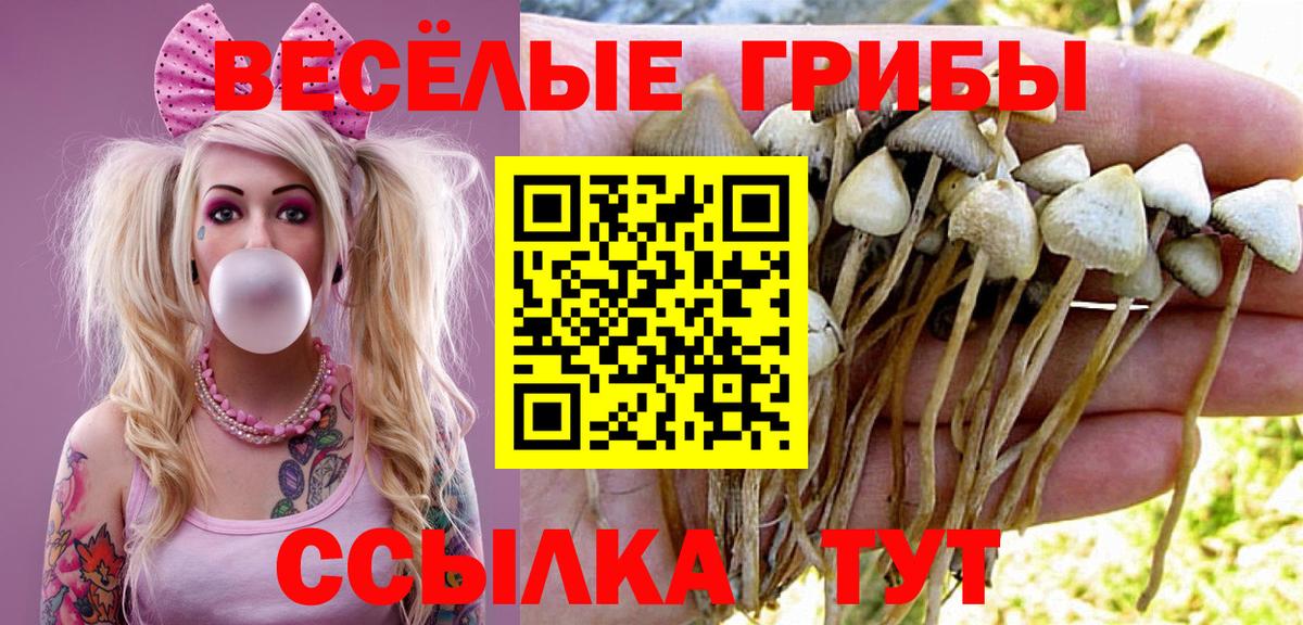 Псилоцибиновые грибы Psilocybine cubensis Черняховск